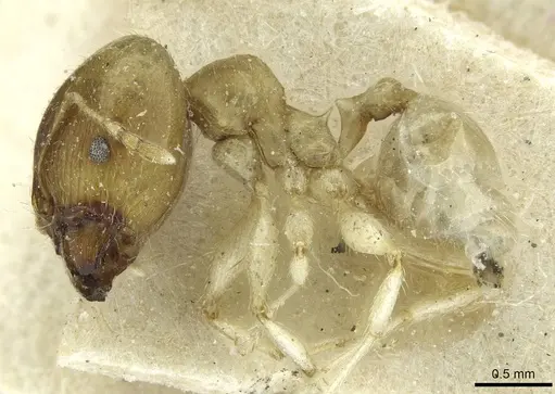 Pheidole albidula specimen