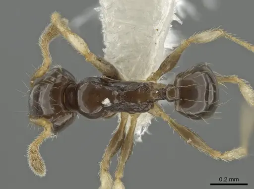 Pheidole albipes specimen