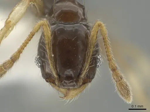 Pheidole albipes specimen