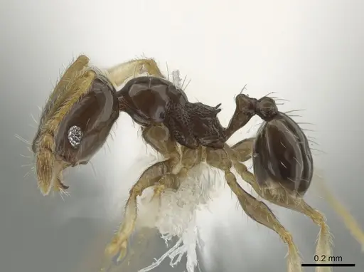Pheidole albipes specimen