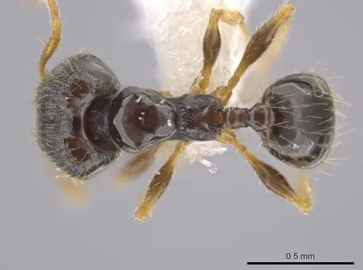 Pheidole albipes - CASENT0611412