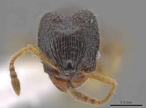 Pheidole albipes - CASENT0611412