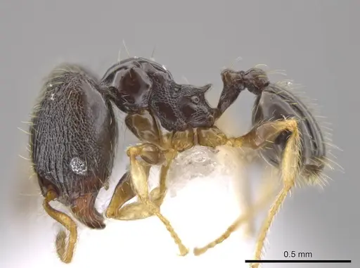 Pheidole albipes - CASENT0611412