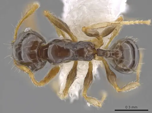 Pheidole albipes - CASENT0614168