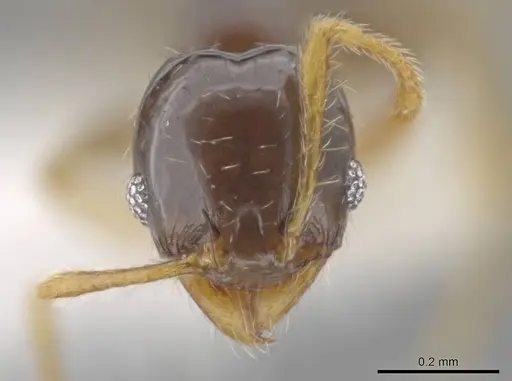 Pheidole albipes - CASENT0614168