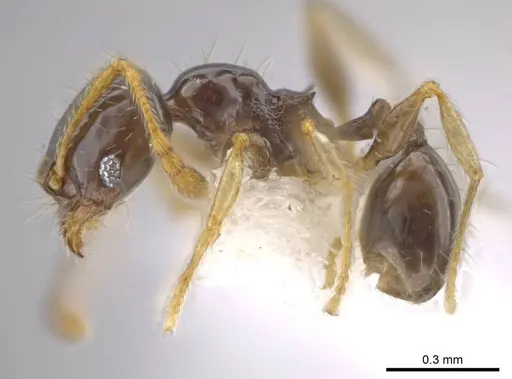 Pheidole albipes - CASENT0614168