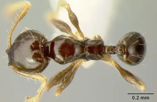 Pheidole albipes - JTLC000009724