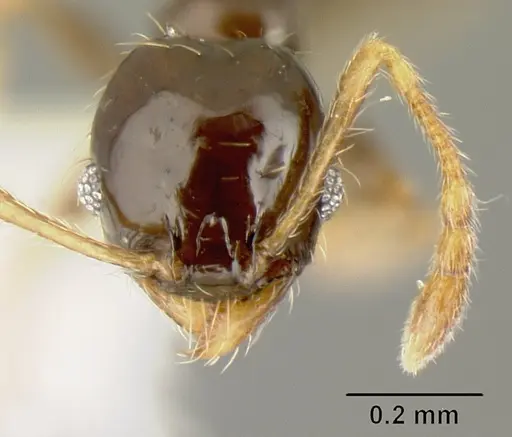 Pheidole albipes - JTLC000009724