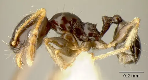 Pheidole albipes - JTLC000009724
