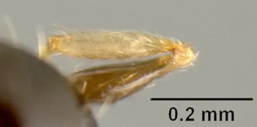 Pheidole albipes - JTLC000009724