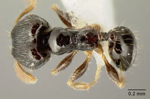 Pheidole albipes - JTLC000010035