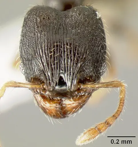 Pheidole albipes - JTLC000010035