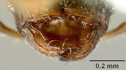 Pheidole albipes - JTLC000010035