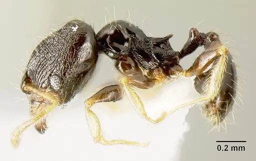 Pheidole albipes - JTLC000010035