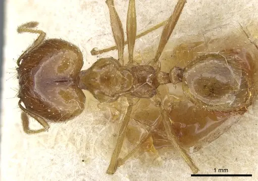 Pheidole alfaroi specimen