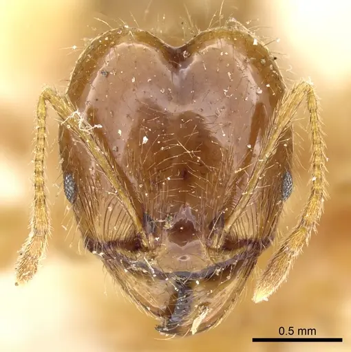 Pheidole alfaroi specimen
