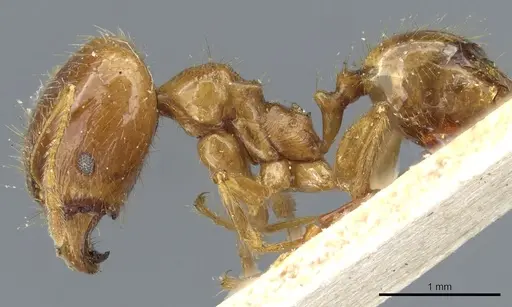 Pheidole alfaroi specimen