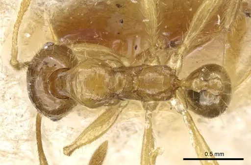 Pheidole alfaroi - CASENT0904397