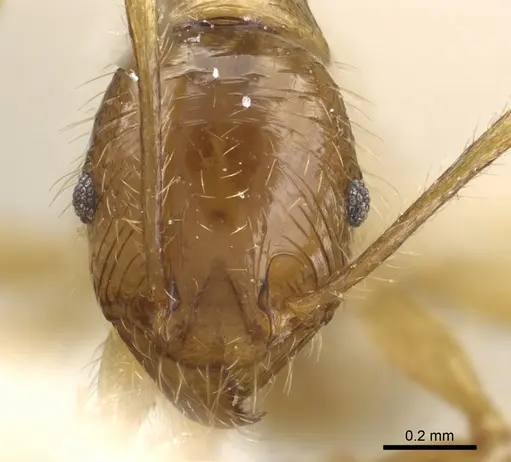 Pheidole alfaroi - CASENT0904397