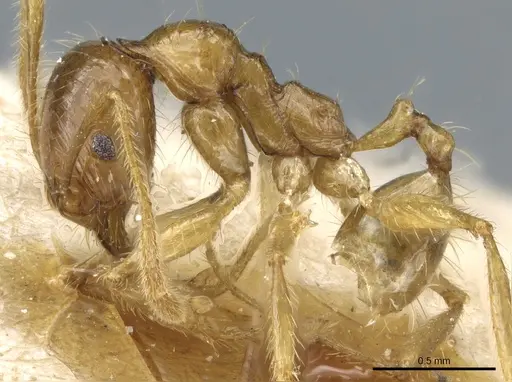 Pheidole alfaroi - CASENT0904397