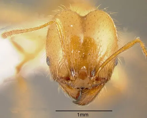 Pheidole alfaroi - INB0003213947