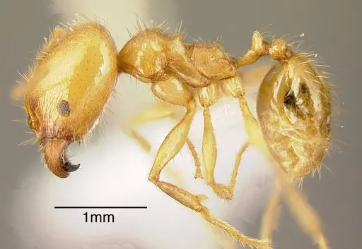 Pheidole alfaroi - INB0003213947