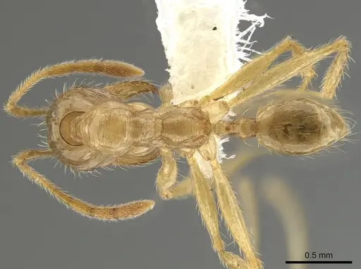 Pheidole alfaroi - INB0003659296