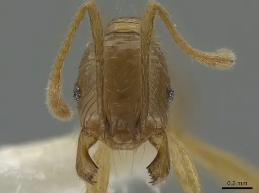 Pheidole alfaroi - INB0003659296