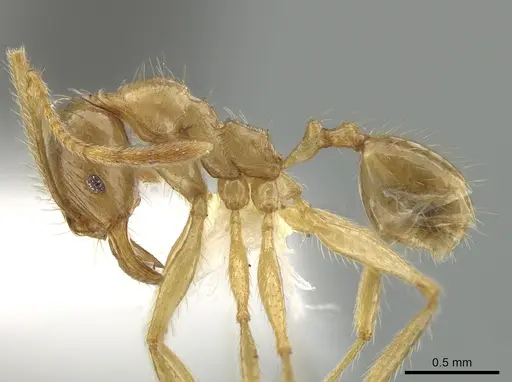 Pheidole alfaroi - INB0003659296