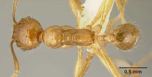 Pheidole alfaroi - INB0003659308