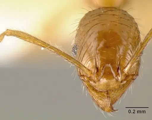 Pheidole alfaroi - INB0003659308