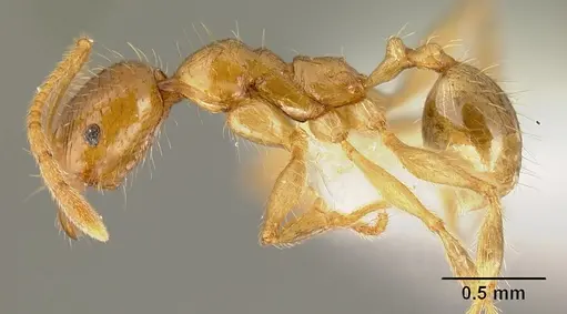 Pheidole alfaroi - INB0003659308