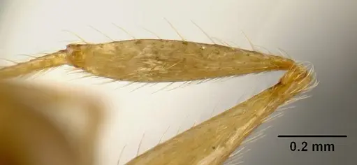 Pheidole alfaroi - INB0003659308