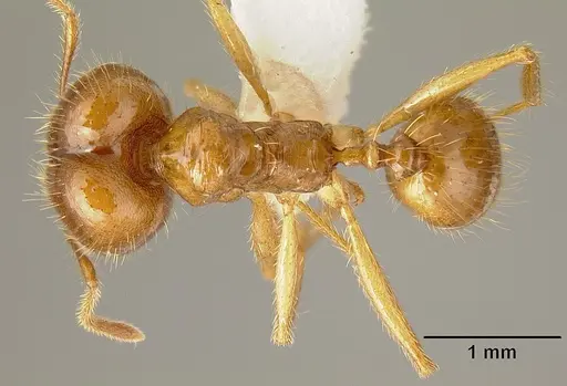 Pheidole alfaroi - INB0003665062