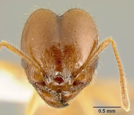 Pheidole alfaroi - INB0003665062