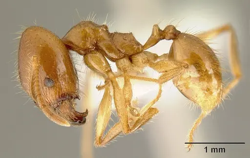 Pheidole alfaroi - INB0003665062