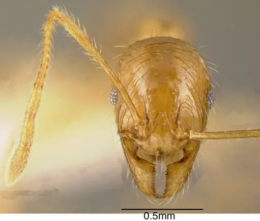 Pheidole alfaroi - INBIOCRI002279386
