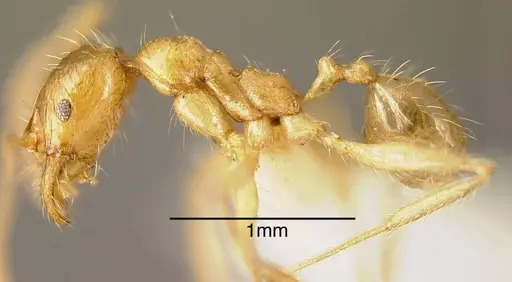 Pheidole alfaroi - INBIOCRI002279386
