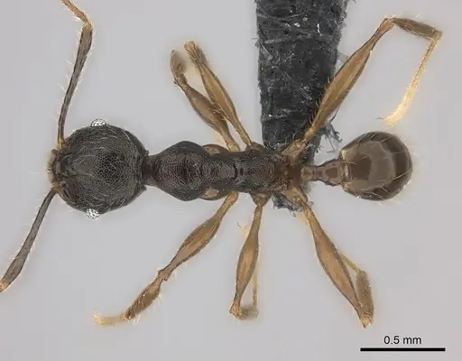 Pheidole alina specimen
