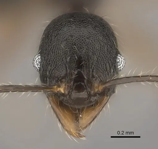 Pheidole alina specimen