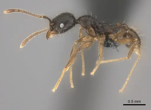 Pheidole alina specimen