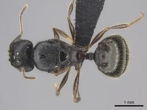 Pheidole alina - CASENT0235123