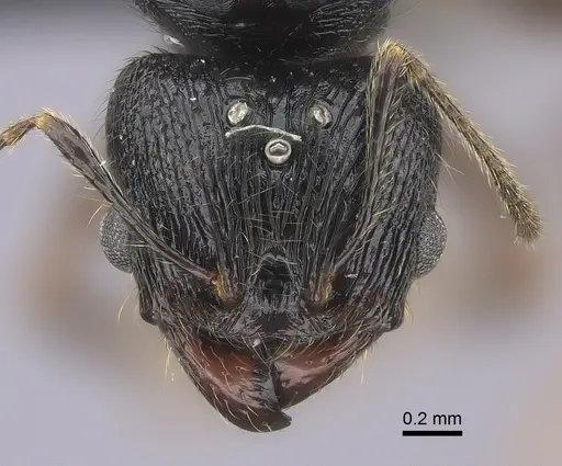 Pheidole alina - CASENT0235123