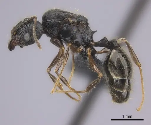 Pheidole alina - CASENT0235123