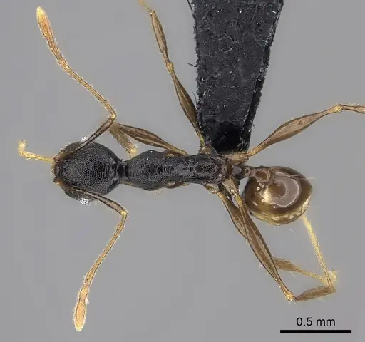 Pheidole alina - CASENT0487331