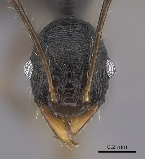 Pheidole alina - CASENT0487331