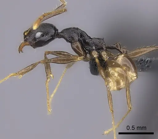 Pheidole alina - CASENT0487331