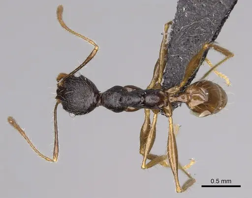 Pheidole alina - CASENT0487334