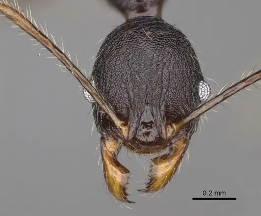Pheidole alina - CASENT0487334