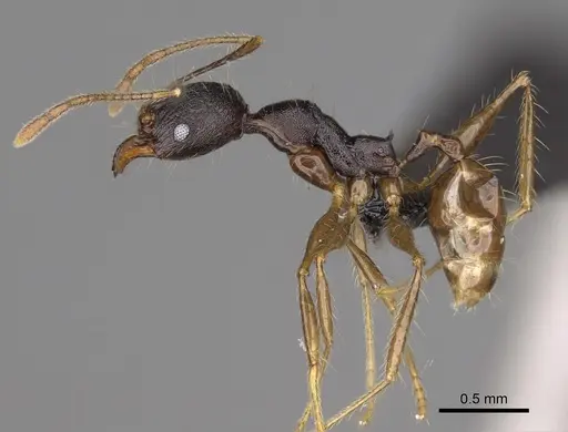 Pheidole alina - CASENT0487334
